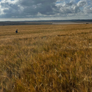 Next generation checking barley harvest 2023 